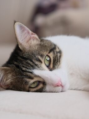 Soft White & Brown Tabby Cat Plush Bed - Pet Comfort